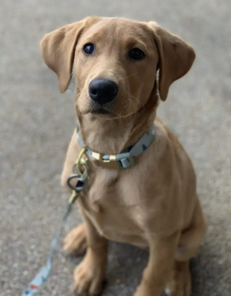 Labrador Puppy