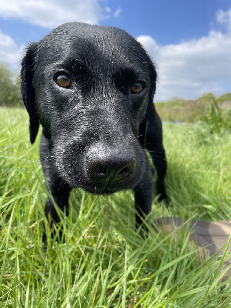 black Labrador practising place in a field