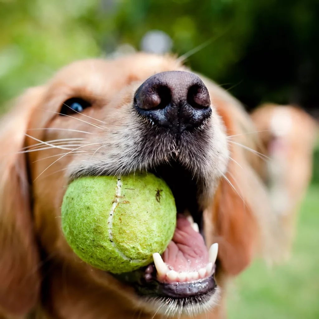 Is your dog ball obsessed