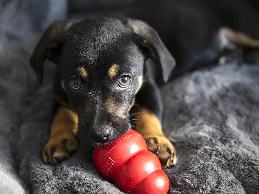 hero cultDogProducts 2021 0608 1